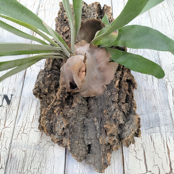 ビカクシダ ビィーチー コルク壁掛け　観葉植物 ビカクシダ TM1340968963(10270円)