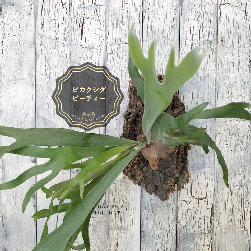 【SELL】ビカクシダ ビィーチー コルク壁掛け　観葉植物