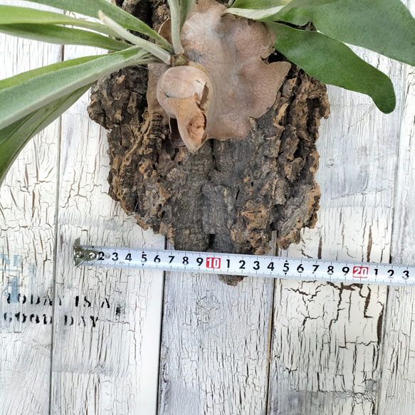 ビカクシダ ビィーチー コルク壁掛け　観葉植物 ビカクシダ TM1340968963(10270円)