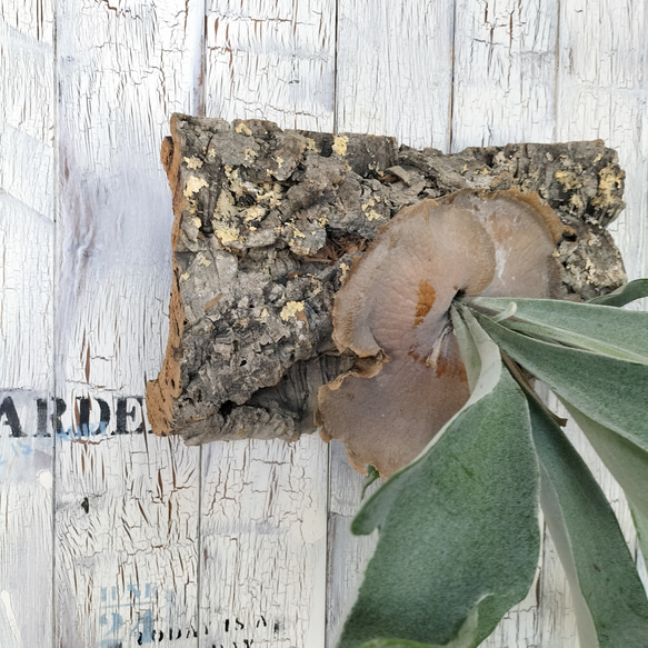 ビカクシダ ビィーチー コルク壁掛け　観葉植物 5枚目の画像