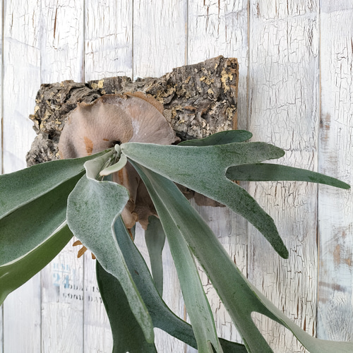 ビカクシダ ビィーチー コルク壁掛け 観葉植物-