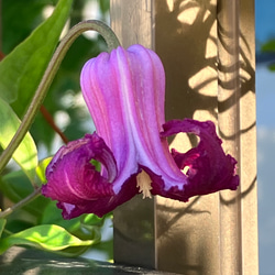ヴィオルナ壺型クレマチス10粒 多肉植物 植花夢 通販 16376572