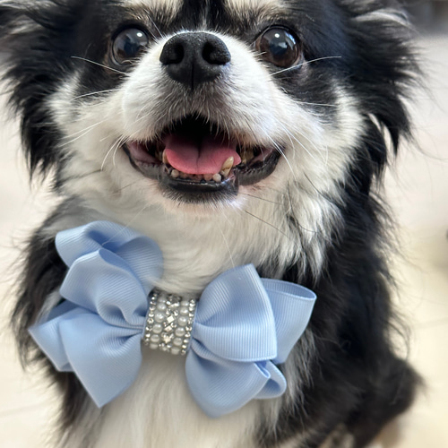 【売却済です！】犬用リボンチョーカー5個➕ゴム付きリボン 売却済です！】犬用リボンチョーカー5個➕ゴム付きリボン