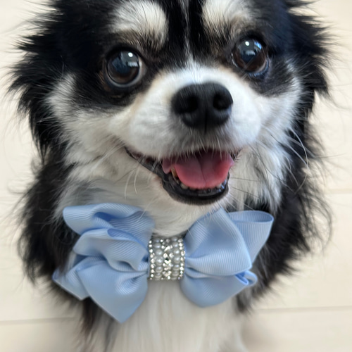 ◇再販◇SNSやオンラインでご購入頂きましたリボンチョーカー 犬