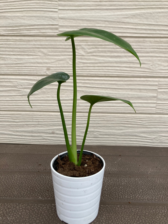 モンステラ　☆観葉植物 2枚目の画像