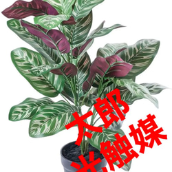 光触媒　人工観葉植物　ウォールグリーン　フェイクグリーン　カラテアポット 1枚目の画像