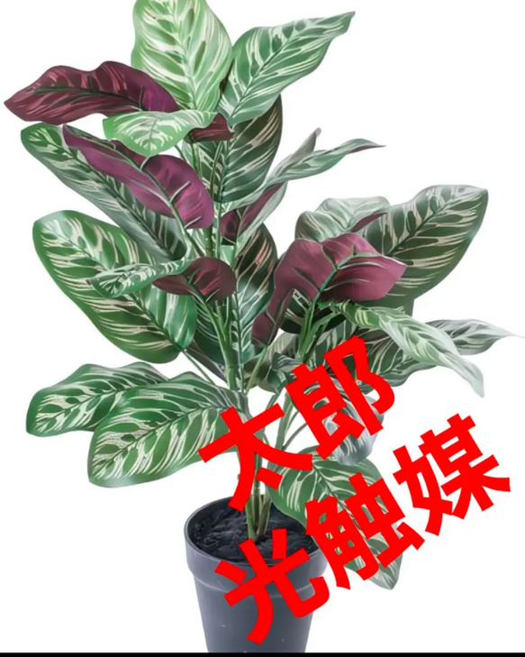 光触媒　人工観葉植物　ウォールグリーン　フェイクグリーン　カラテアポット 1枚目の画像