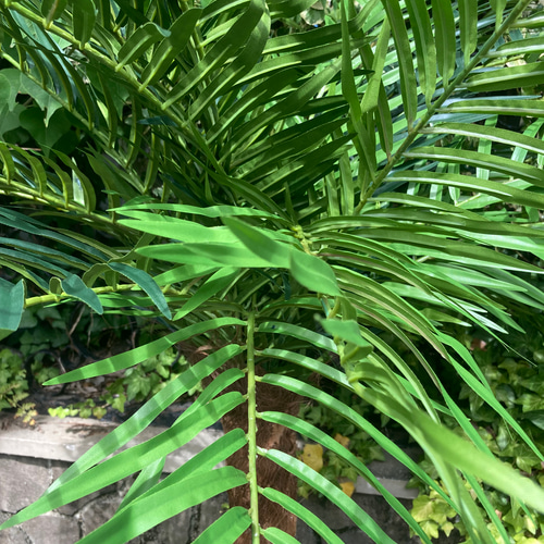 光触媒　人工観葉植物　ウォールグリーン　フェイクグリーン　フェニックス210 光触媒 人工観葉植物 ウォールグリーン フェイクグリーン フェニックス