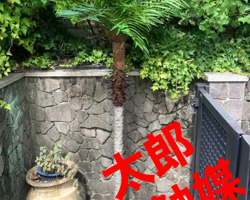 光触媒 人工観葉植物 ウォールグリーン フェイクグリーン フェニックス