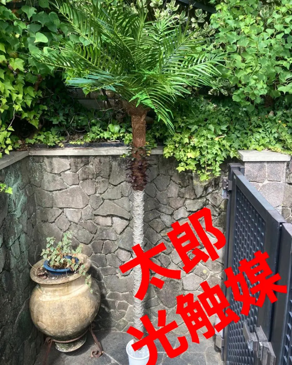 光触媒　人工観葉植物　ウォールグリーン　フェイクグリーン　フェニックス210 光触媒 人工観葉植物 ウォールグリーン フェイクグリーン フェニックス