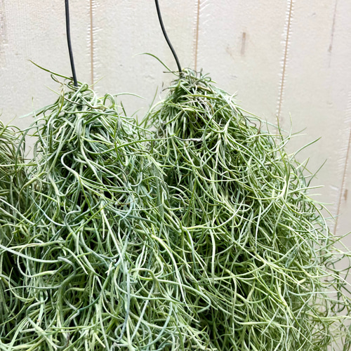 まとめ売り ボリュームあり チランジア エアープランツ ウスネオイデス