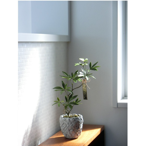 ✿【 粘土置物 】「小さな苔庭に根差した」シェフレラ（カポック）の