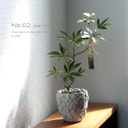 ✿【 粘土置物 】「小さな苔庭に根差した」シェフレラ（カポック）の