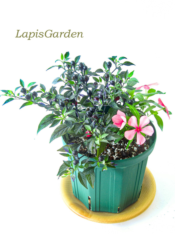 観葉植物 斑入り トウガラシ♡寄植えにも！！ 観葉植物 斑入り トウガラシ♡寄植えにも！！