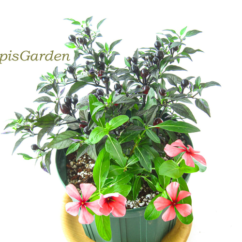 観葉植物 斑入り トウガラシ♡寄植えにも！！ 観葉植物 斑入り トウガラシ♡寄植えにも！！