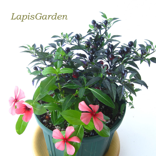 観葉植物 斑入り トウガラシ♡寄植えにも！！ 寄せ植え】ケイトウ×観賞用トウガラシで感じる秋の訪れ | LEE