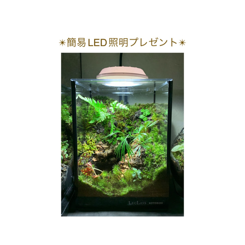 212 苔アート 苔テラリウム ベゴニア タイガー アクティニオ 212 苔アート 苔テラリウム ベゴニア タイガー アクティニオ