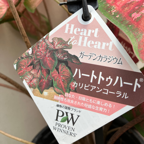 ガーデンカラジウム＊ハートトゥハート＊カリビアンコーラル