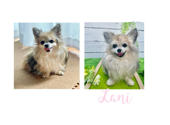 世界でたった一つ♡うちの子そっくり♡チワワ オーダー♡Mサイズ 羊毛  