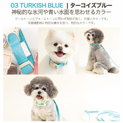 【NEW！】犬 首輪 オリジナル8カラー対応 7枚目の画像