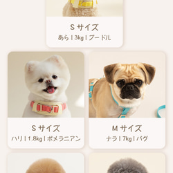 【NEW！】犬 首輪 オリジナル8カラー対応 14枚目の画像