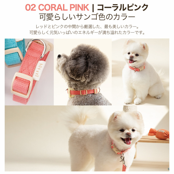 【NEW！】犬 首輪 オリジナル8カラー対応 6枚目の画像
