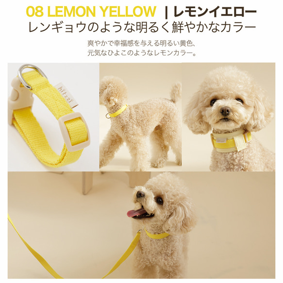 【NEW！】犬 首輪 オリジナル8カラー対応 12枚目の画像