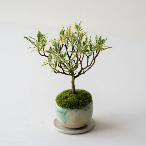 クチナシ　盆栽 楽天市場】クチナシ - 清誉 - 小品盆栽【いよじ園 伊予路園