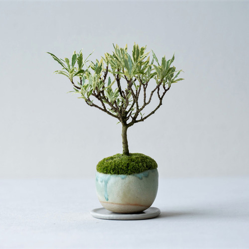 姫クチナシ｜Limited color 盆栽 Sekibokka 通販 16384616