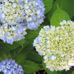 【受注制作＊数量限定】紫陽花ハーバリウム　万華鏡　固まるハーバリウム　固まるオイル　青の世界　フラワーギフト 6枚目の画像