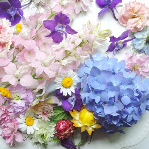 ✨新春SALE✨No.85 アネモネ＆小花♡固まるハーバリウムコースター2枚 4905823859582_grande.jpg?v=