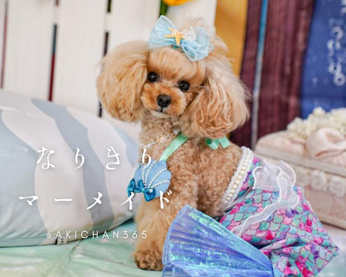 マーメイドドレス ※ドレスのみ【犬、人魚、コスプレ、ハロウィン
