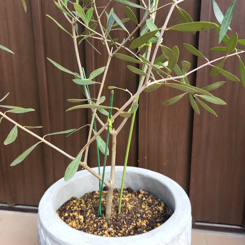 オリーブの木　ネバディロブランコ　ホワイト×ゴールドお洒落テラコッタ鉢植え　苗