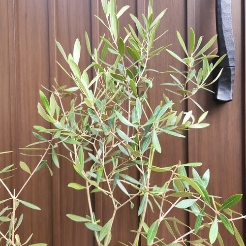 可愛い♡オリーブの木　ネバディロブランコ　大型鉢植え　苗　シンボルツリー