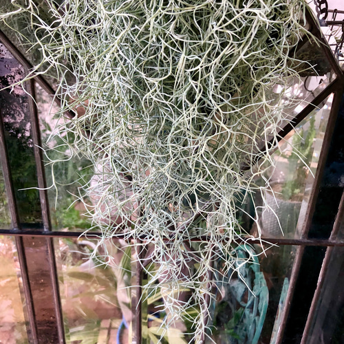 現品 超ボリュームチランジア エアープランツ ウスネオイデス