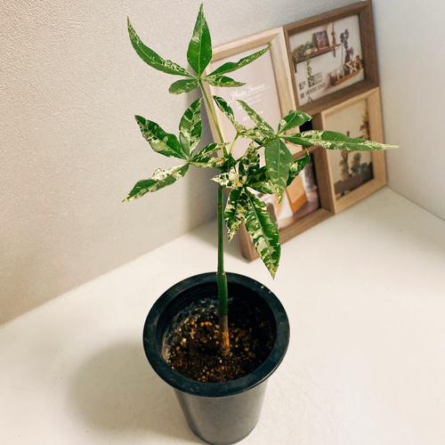 現品】パキラ・ミルキーウェイ 7号 茶鉢 （3） 分厚く