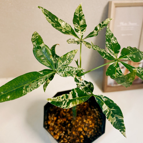 〓取引完了〓観葉植物｜パキラ ミルキーウェイ｜ACTUS鉢 観葉植物 パキラ ミルキーウェイ（8号鉢）｜HanaPrime（ハナプライム）
