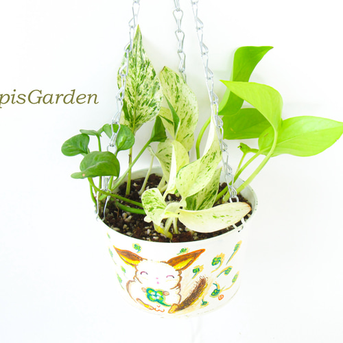 贅沢ポトス☆ポトス3種の寄せ植え☆室内で楽々吊り鉢♥四つ葉の