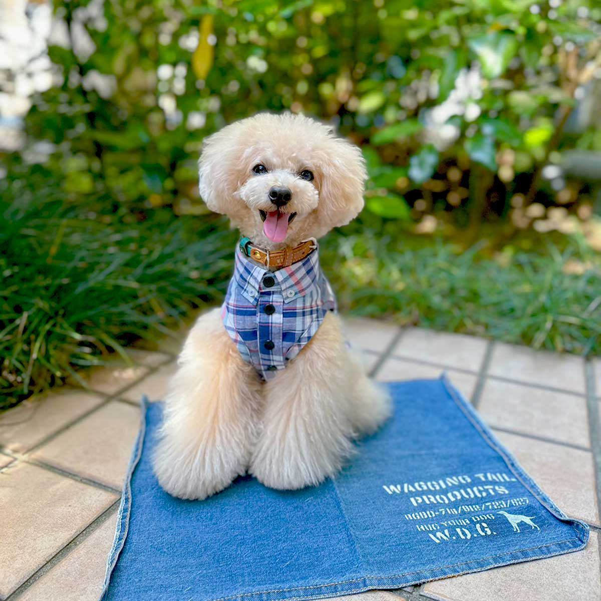 犬服☆涼しげなマドラスチェックのボタンダウンシャツは3色から選べ ...