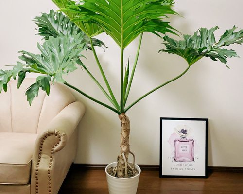 インテリアに！玄関、リビングにいかがですか♡大型・フィンデンドロン セローム インテリアに！玄関、リビングにいかがですか♡大型・フィンデンドロン