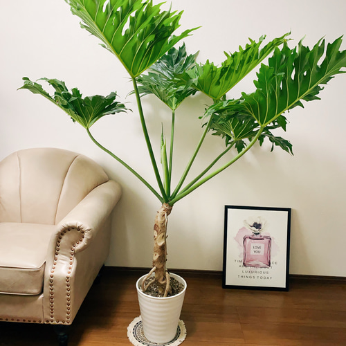 ①　フィロデンドロン　セローム　８号　特大苗木最高等級極上品‼️ ② フィロデンドロン セローム 8号 特大苗木最高等級 - メルカリ