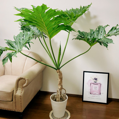 現品］フィロデンドロン セローム 8号 根上り 観葉植物 大型 室内