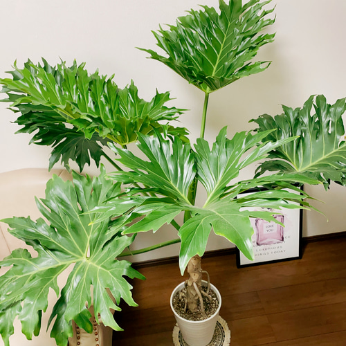 現品］フィロデンドロン セローム 8号 根上り 観葉植物 大型 室内