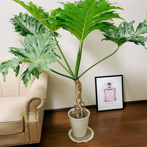 現品］フィロデンドロン セローム 8号 根上り 観葉植物 大型 室内