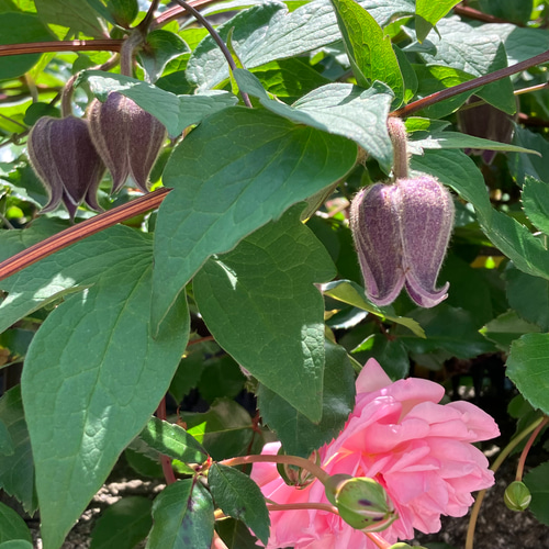 ヴィオルナ系壺型クレマチス20粒 多肉植物 植花夢 通販 16390752