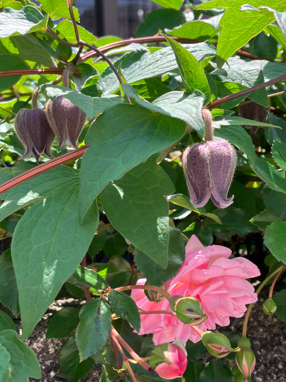 ヴィオルナ系壺型クレマチス20粒 多肉植物 植花夢 通販 16390752
