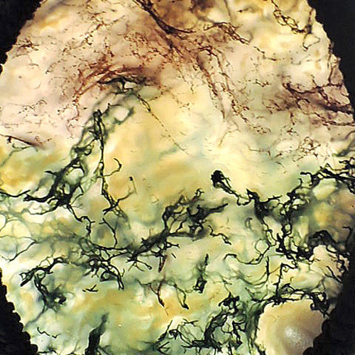 ☆珍品☆赤苔と緑苔の混合石☆苔瑪瑙☆モスアゲート☆天然石