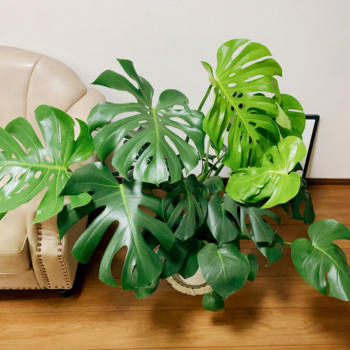 現品］3番 ボリューム満点！ モンステラデリシオーサ 観葉植物 室内