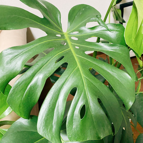 現品］3番 ボリューム満点！ モンステラデリシオーサ 観葉植物 室内