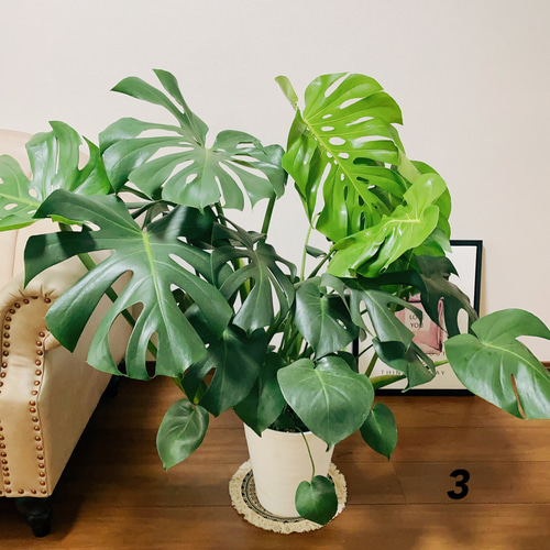 現品］3番 ボリューム満点！ モンステラデリシオーサ 観葉植物 室内